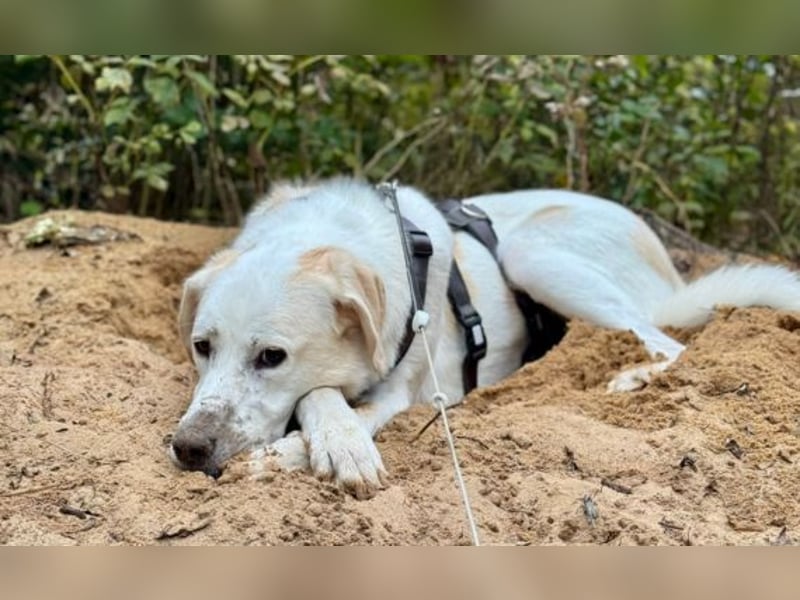 Lucy – Treue Seele mit großem Herz sucht ihr Zuhause!