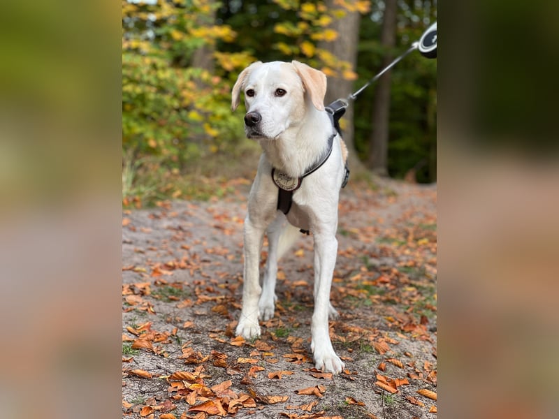 Lucy – Treue Seele mit großem Herz sucht ihr Zuhause!