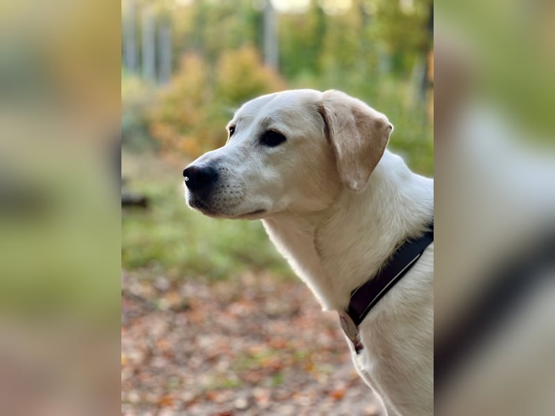 Lucy – Treue Seele mit großem Herz sucht ihr Zuhause!
