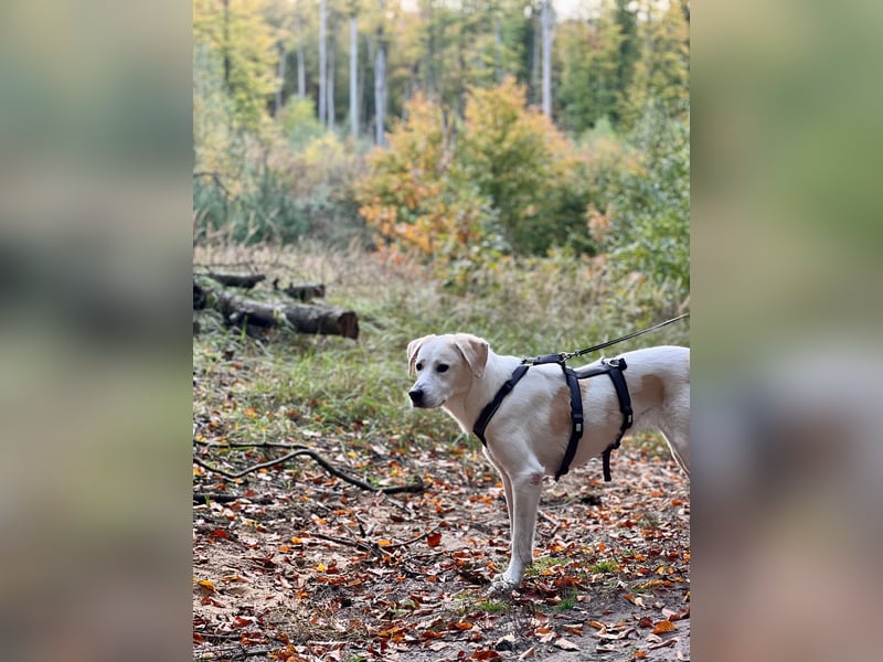 Lucy – Treue Seele mit großem Herz sucht ihr Zuhause!