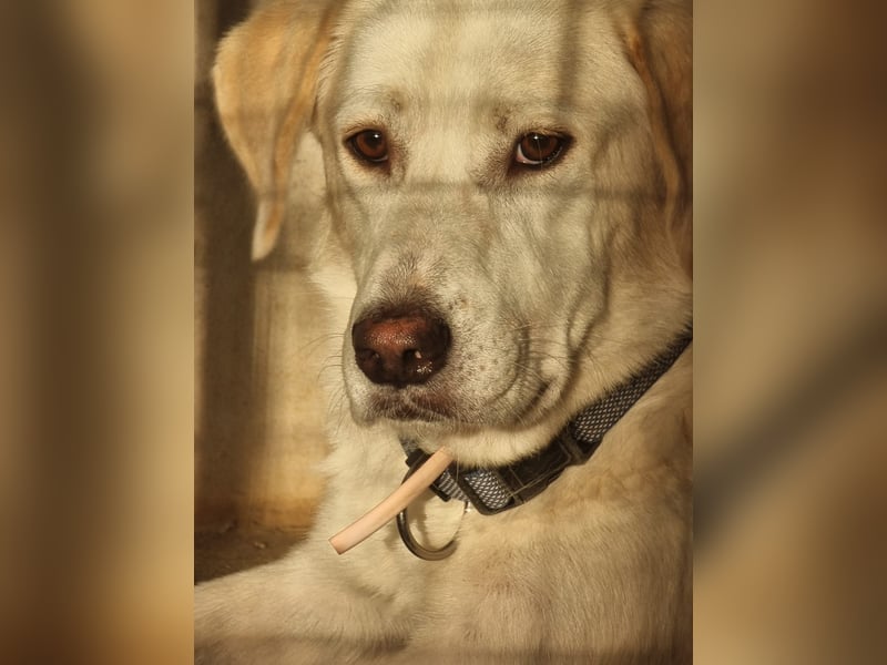 Lucy – Treue Seele mit großem Herz sucht ihr Zuhause!