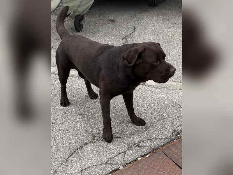 Labrador-Rüde mit Stammbaum als Deckrüde