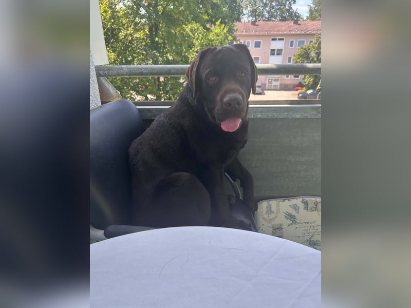 Labrador-Rüde mit Stammbaum als Deckrüde