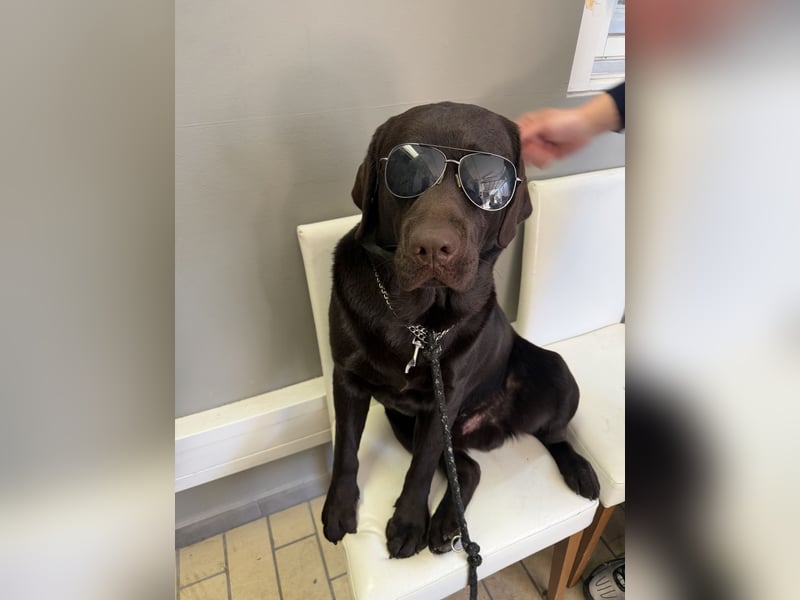 Labrador-Rüde mit Stammbaum als Deckrüde