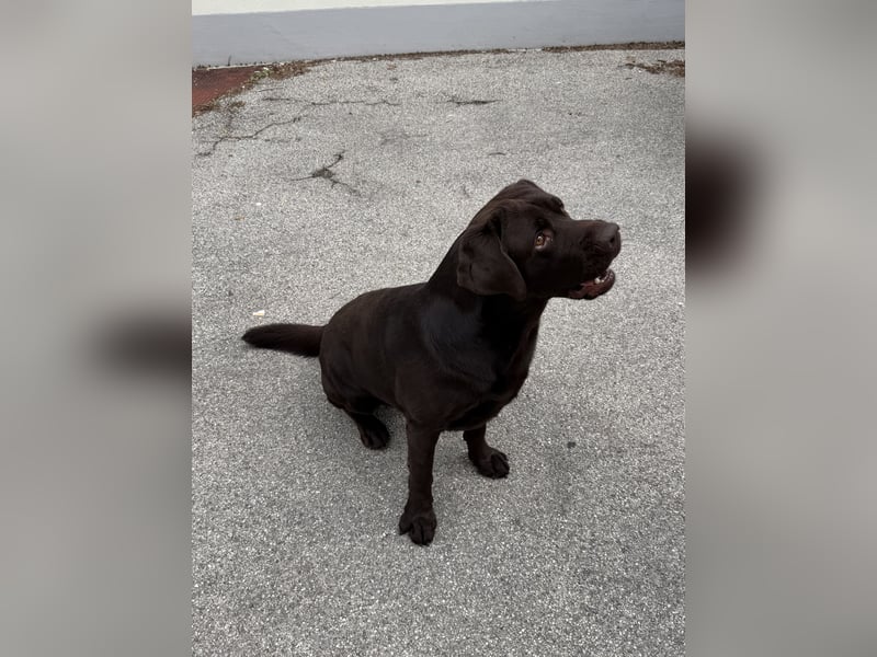 Labrador-Rüde mit Stammbaum als Deckrüde