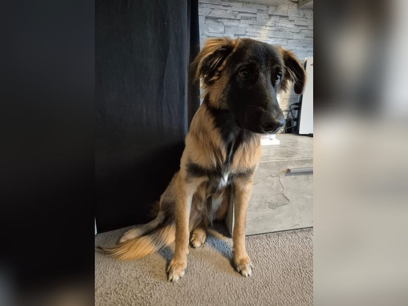 Teddy sucht liebevolle Menschen