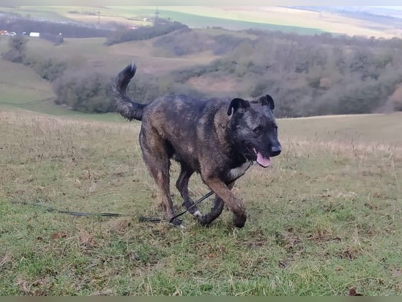 Reiselustiger Duke sucht Reisebuddy