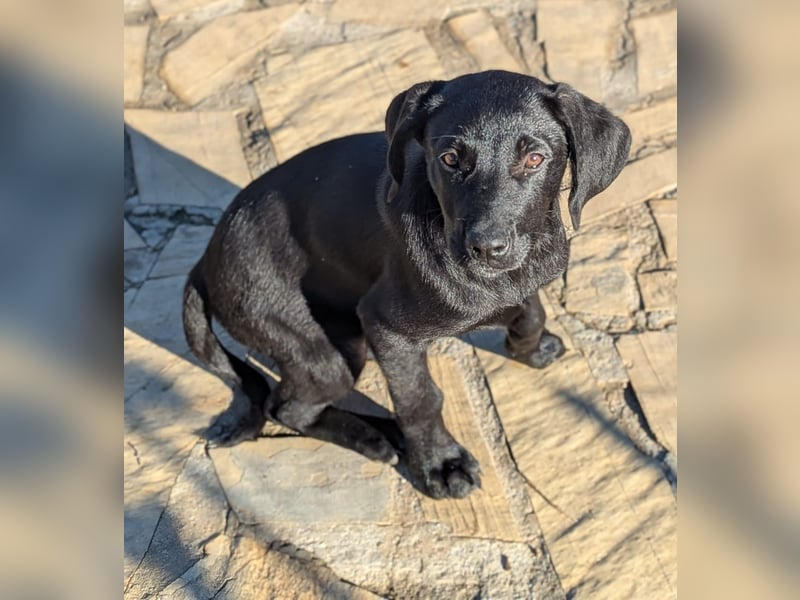 Kleine Onyx möchte mit dir groß werden