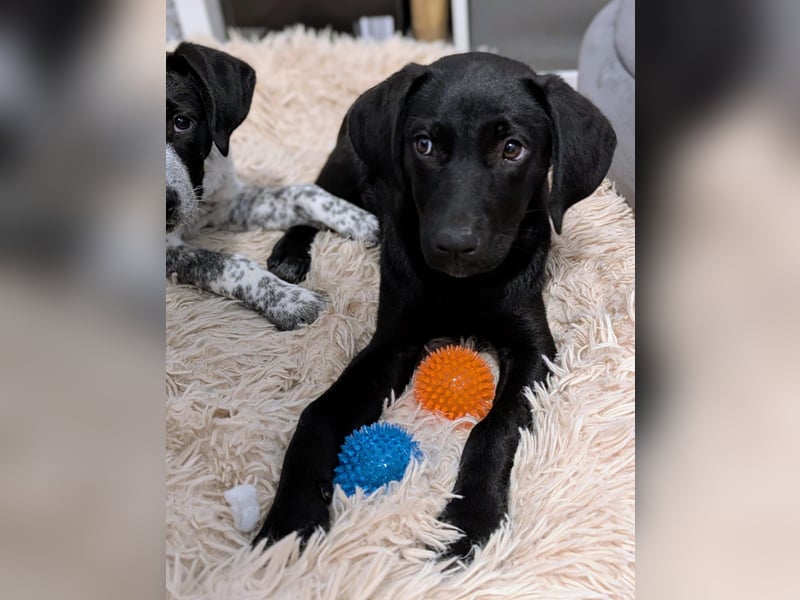 Kleine Onyx möchte mit dir groß werden