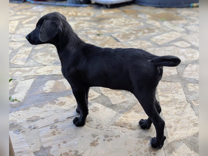 Kleine Onyx möchte mit dir groß werden