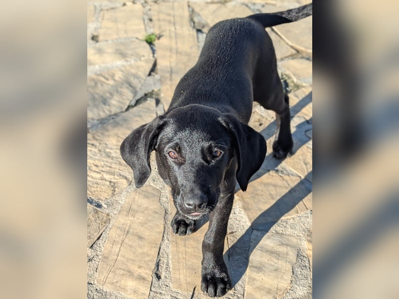 Kleine Onyx möchte mit dir groß werden