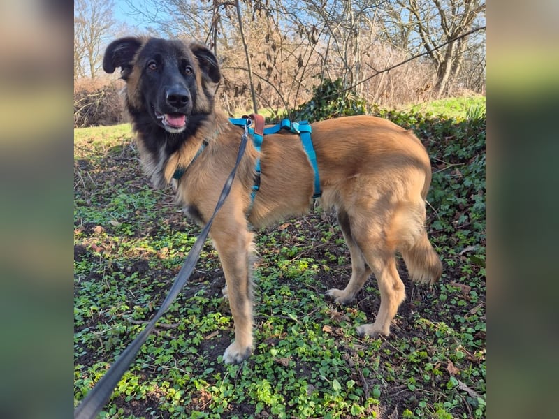 Teddy sucht liebevolle Menschen