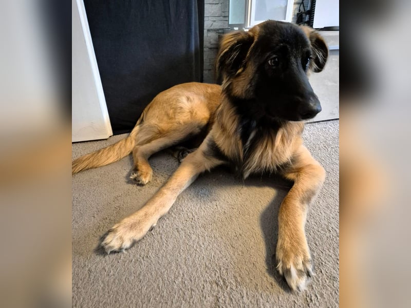 TEDDY sucht seinen sensiblen Menschen