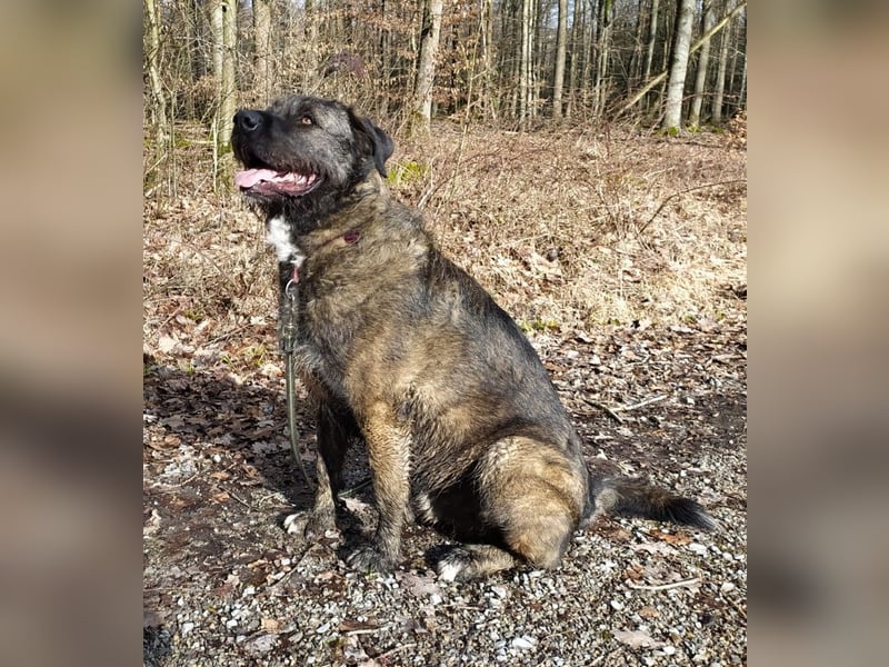 Reiselustiger Duke sucht Reisebuddy