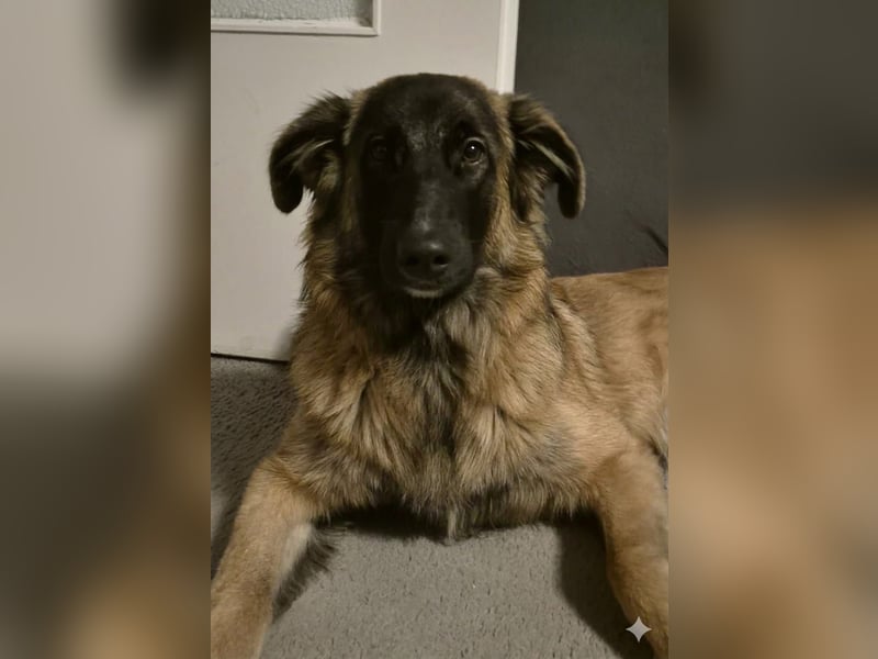 Teddy sucht liebevolle Menschen