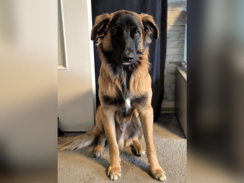 Teddy sucht liebevolle Menschen