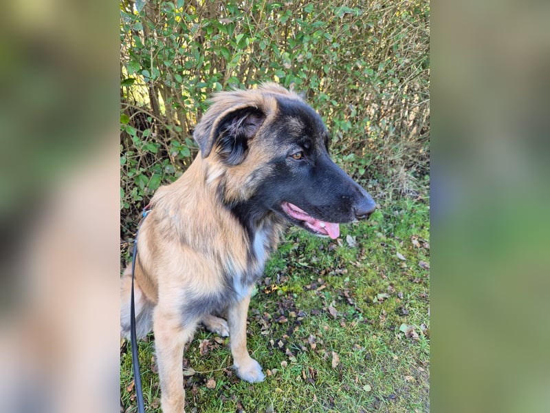 Teddy sucht liebevolle Menschen