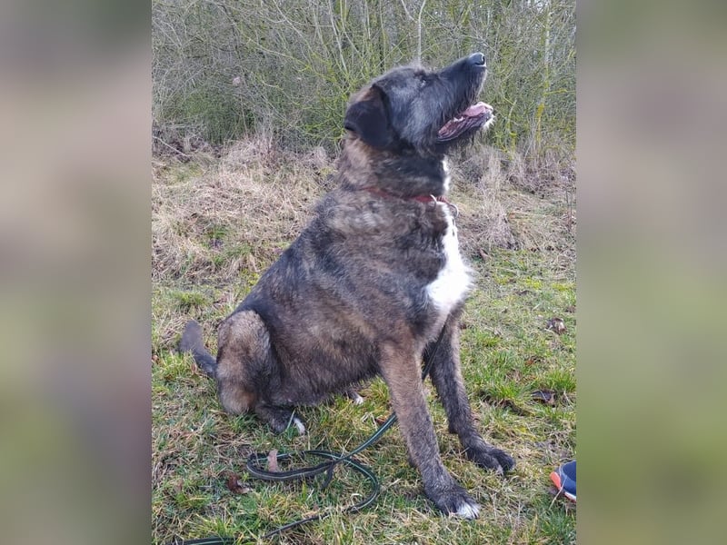 Reiselustiger Duke sucht Reisebuddy