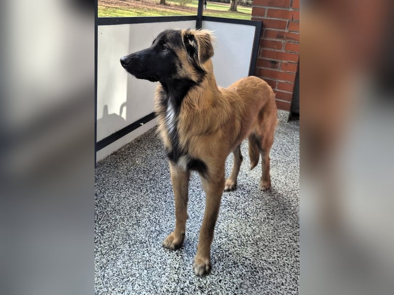 TEDDY sucht seinen sensiblen Menschen