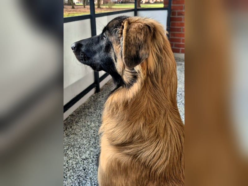 Teddy sucht liebevolle Menschen