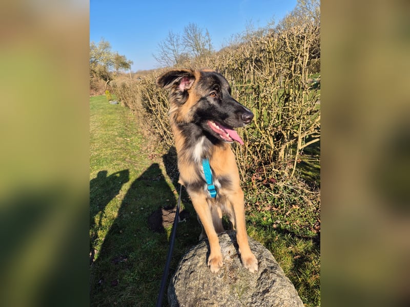 Teddy sucht liebevolle Menschen