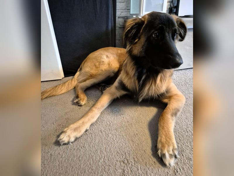 TEDDY sucht seinen sensiblen Menschen