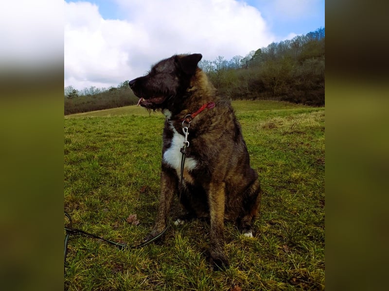 Reiselustiger Duke sucht Reisebuddy