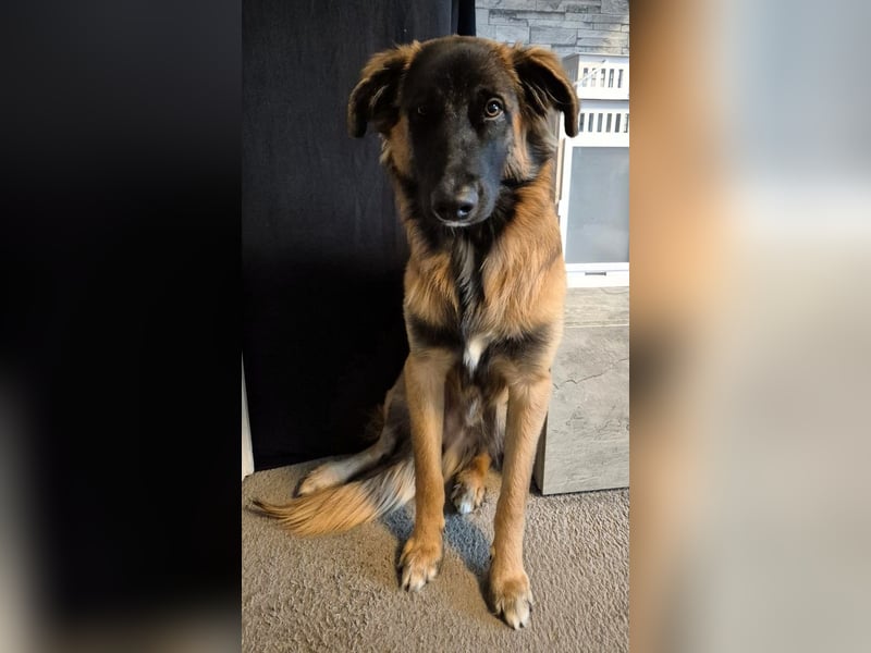 TEDDY sucht seinen sensiblen Menschen