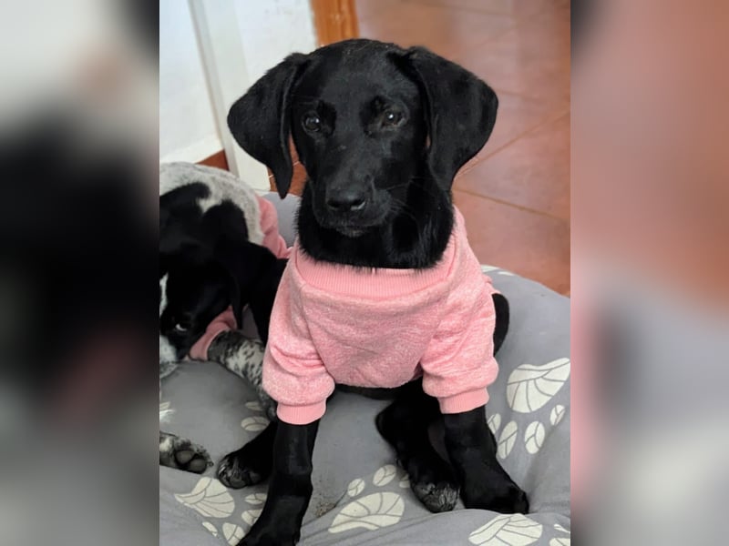 Kleine Onyx möchte mit dir groß werden