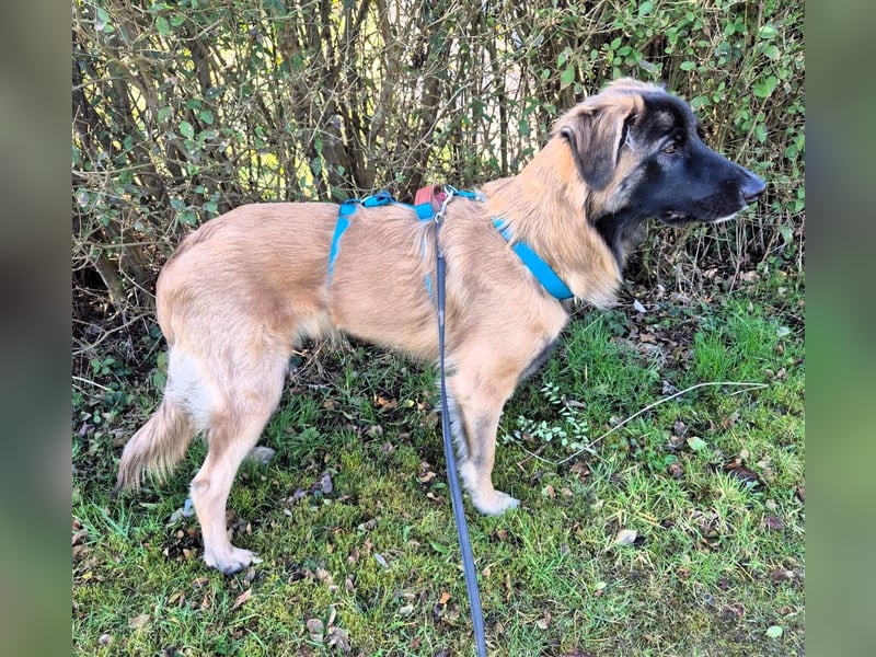 Teddy sucht liebevolle Menschen