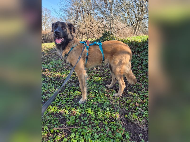 TEDDY sucht seinen sensiblen Menschen