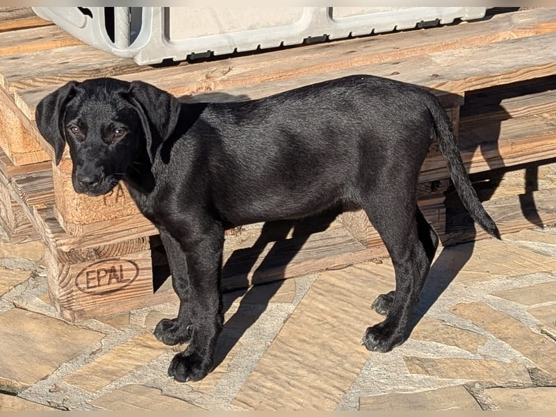 Kleine Onyx möchte mit dir groß werden