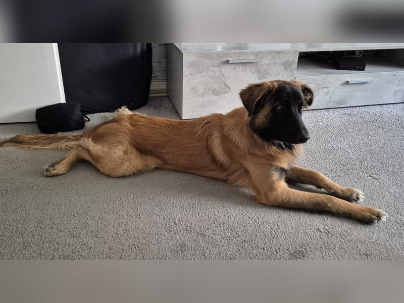 Teddy sucht liebevolle Menschen