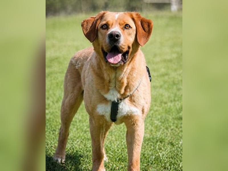 Valentim - ein Powerpaket