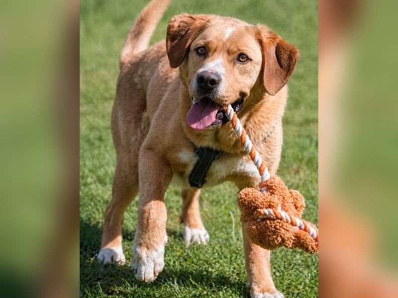 Valentim - ein Powerpaket