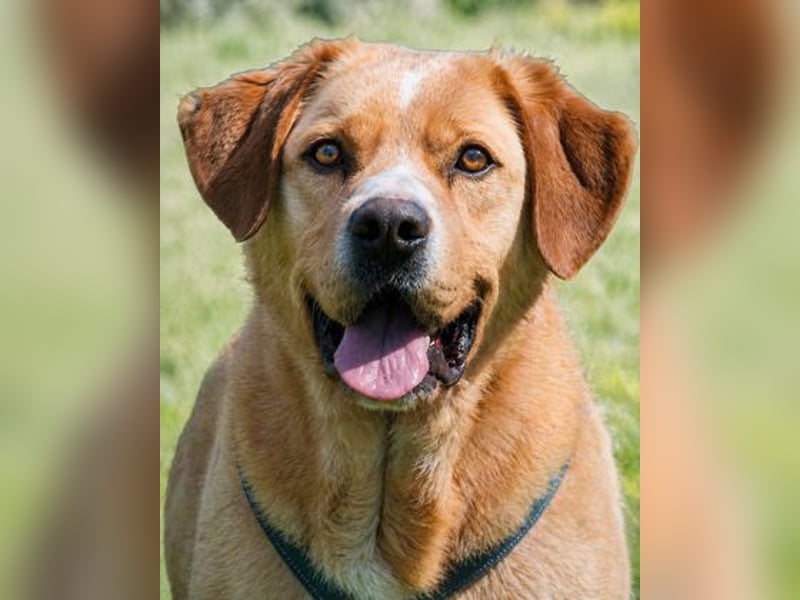 Valentim - ein Powerpaket