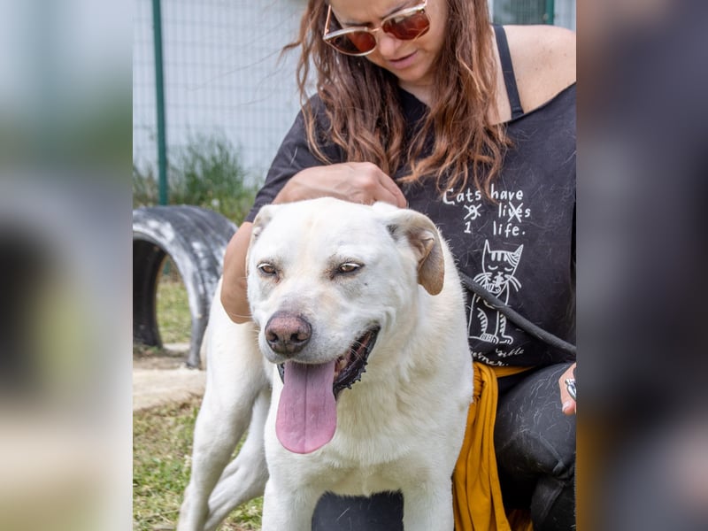 Lucas - ein aktiver Begleiter