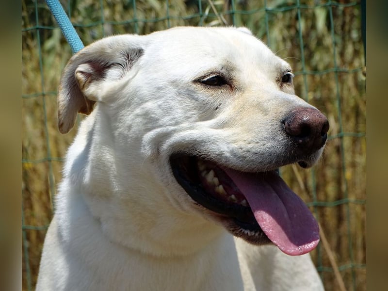 Lucas - ein aktiver Begleiter