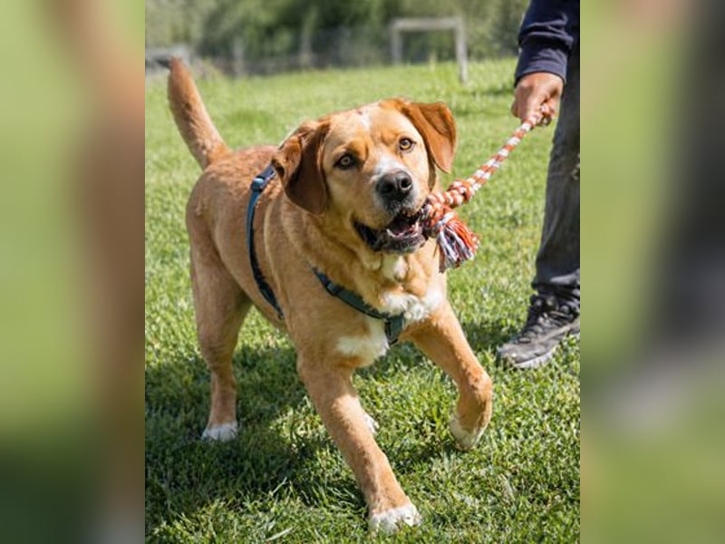 Valentim - ein Powerpaket