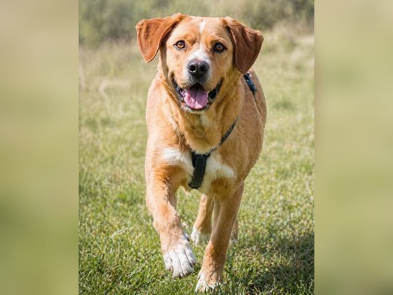 Valentim - ein Powerpaket