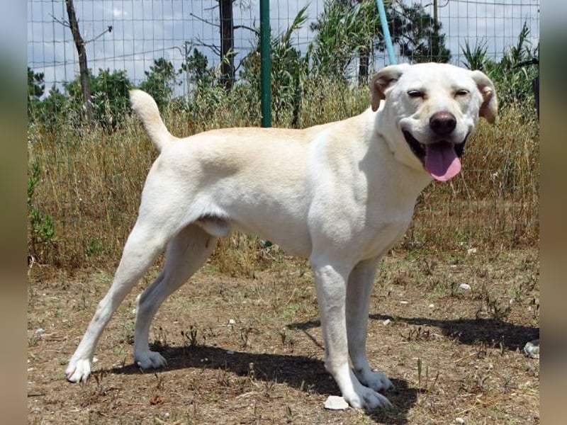 Lucas - ein aktiver Begleiter