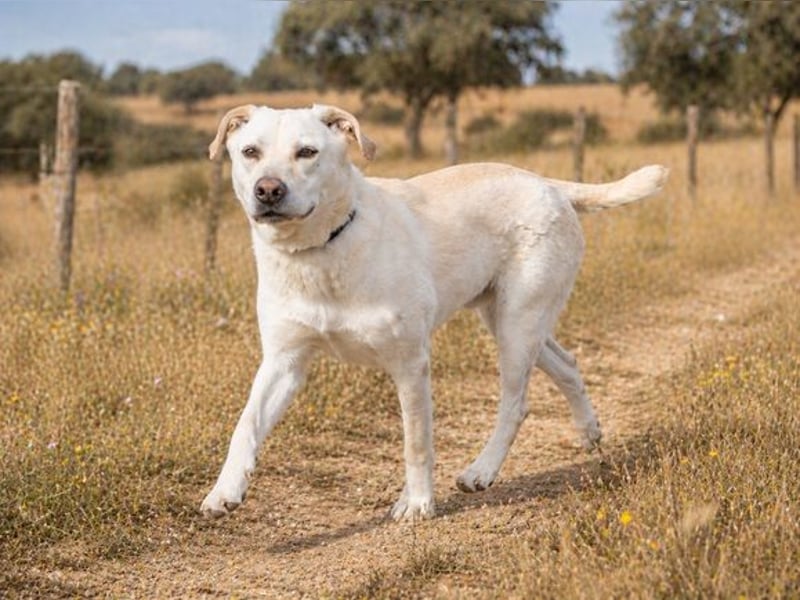 Lucas - ein aktiver Begleiter