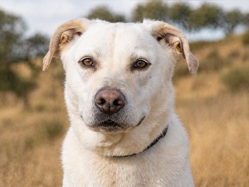 Lucas - ein aktiver Begleiter