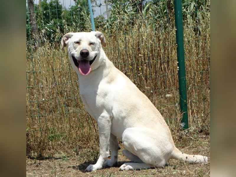 Lucas - ein aktiver Begleiter