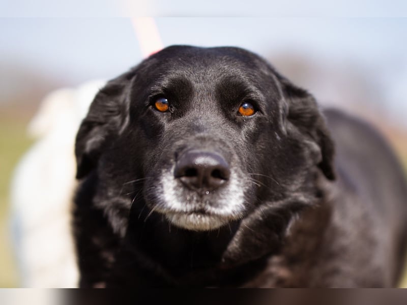 Neron ❤️ sanfter, ruhiger Schmuserüde