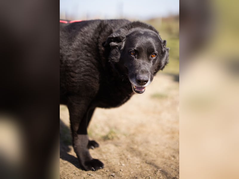 Neron ❤️ sanfter, ruhiger Schmuserüde