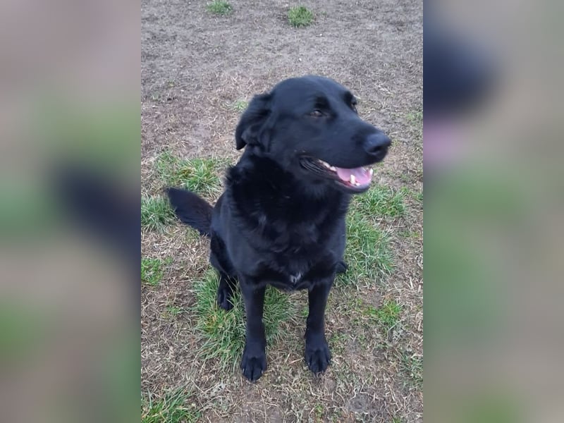 Neron ❤️ sanfter, ruhiger Schmuserüde