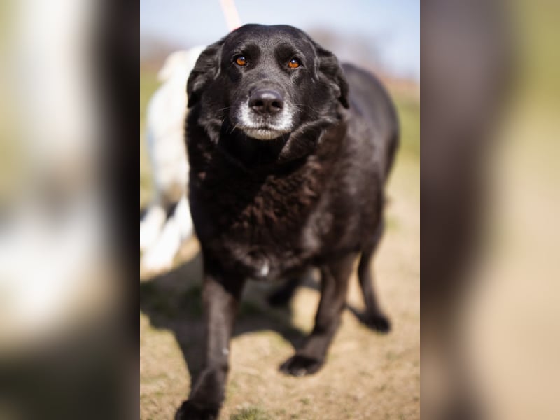 Neron ❤️ sanfter, ruhiger Schmuserüde