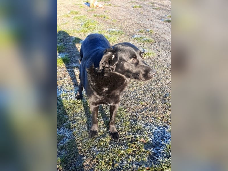 Neron ❤️ sanfter, ruhiger Schmuserüde