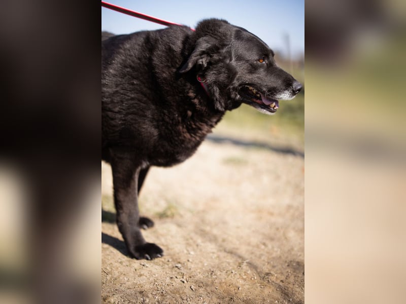 Neron ❤️ sanfter, ruhiger Schmuserüde